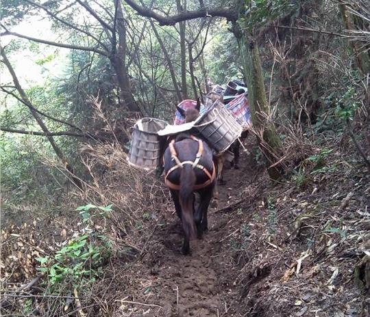 汕头马帮运输公司