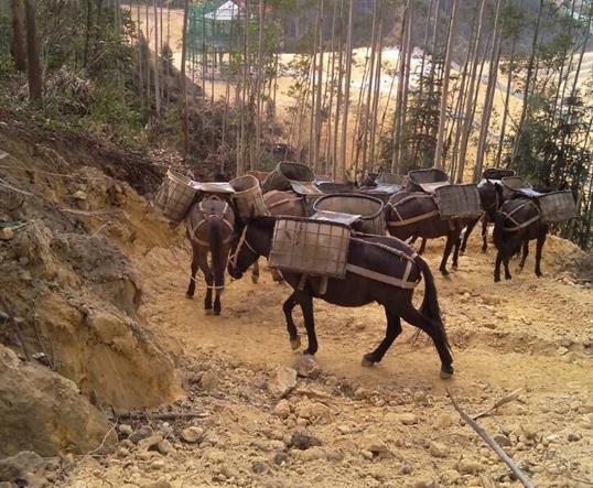 汕头山区马队运输