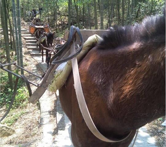 汕头骡马队运输