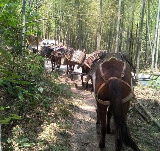 汕头骡马运输公司