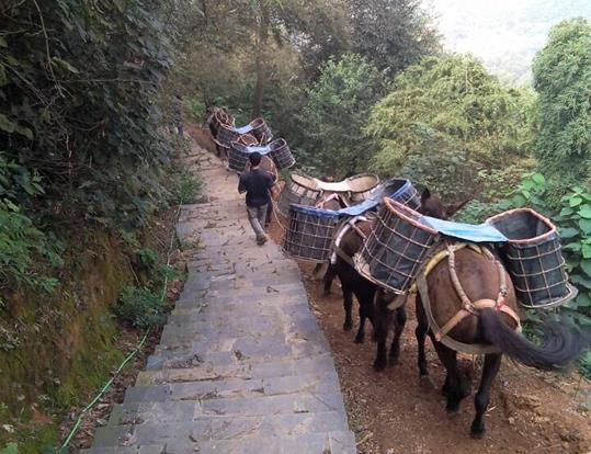 汕头骡马运输电话