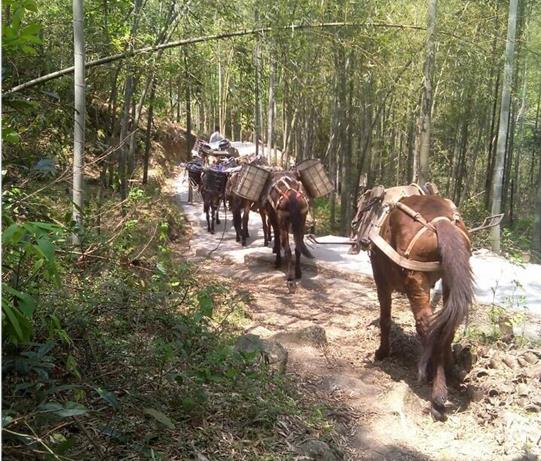 汕头马帮运输电话