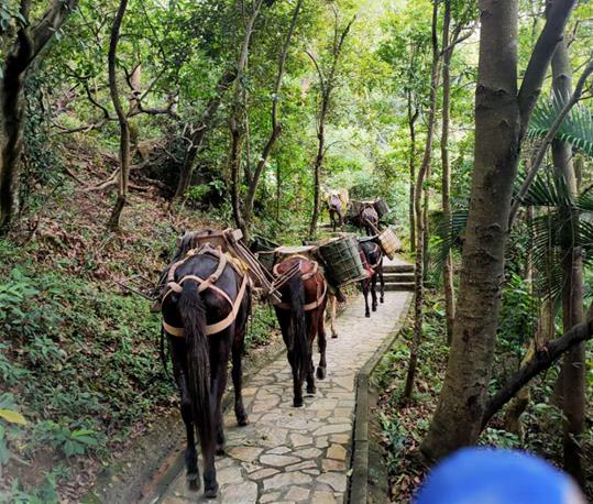 汕头马队运输电话