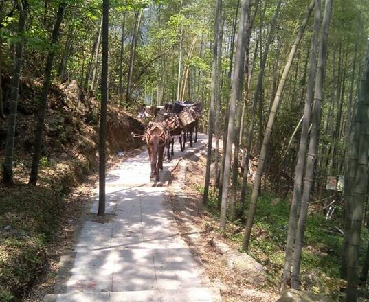 汕头马队运输公司