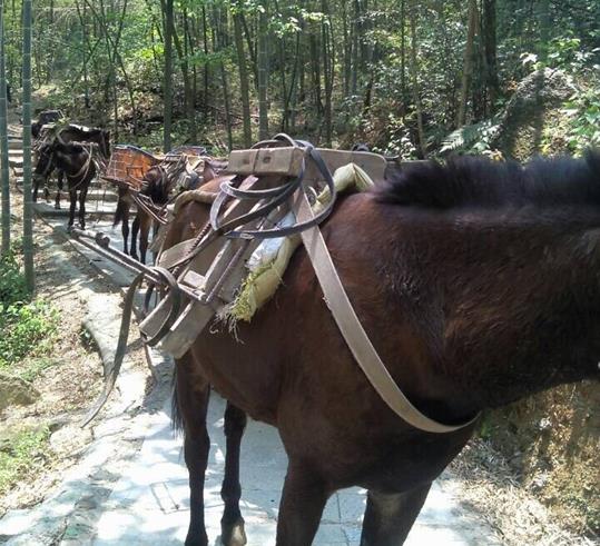 汕头山路骡马运输