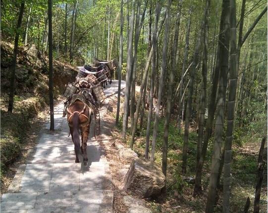 汕头山区骡马运输